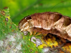 Melanchra persicariae гусеница питание